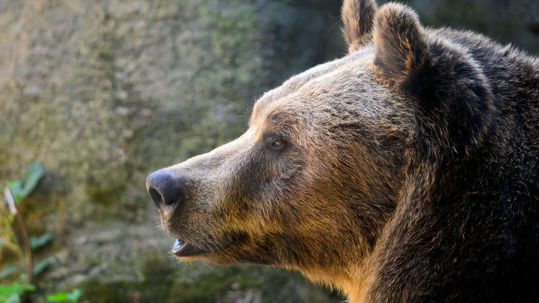 orso-marsicano-carattere