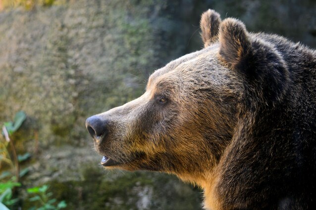 orso-marsicano-carattere