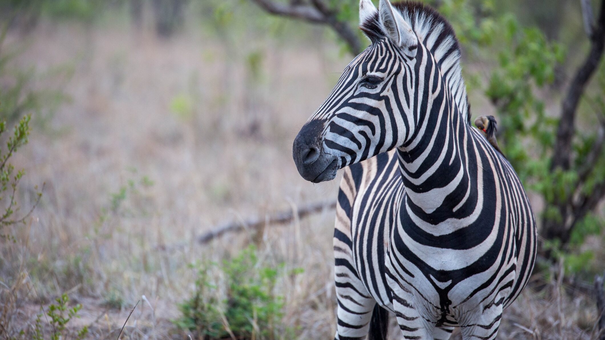 zebra-cover