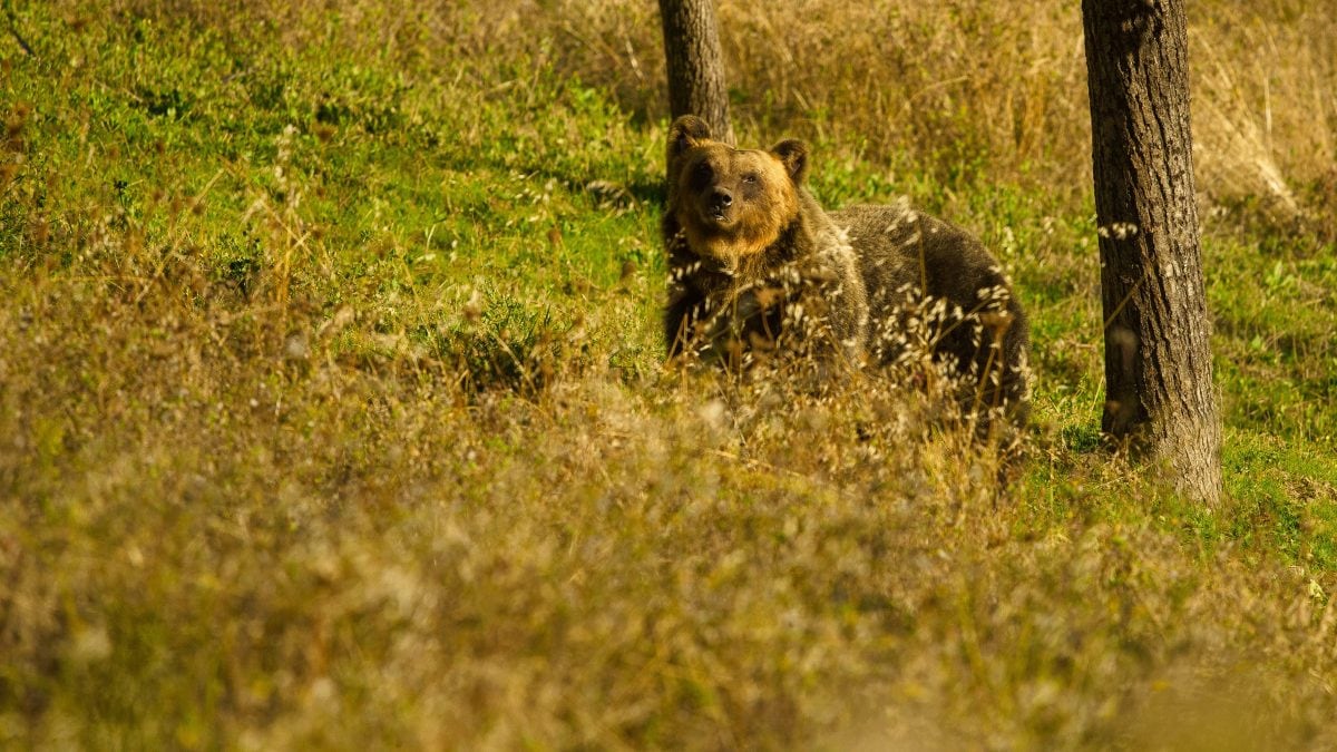 orso-marsicano-dove-vive