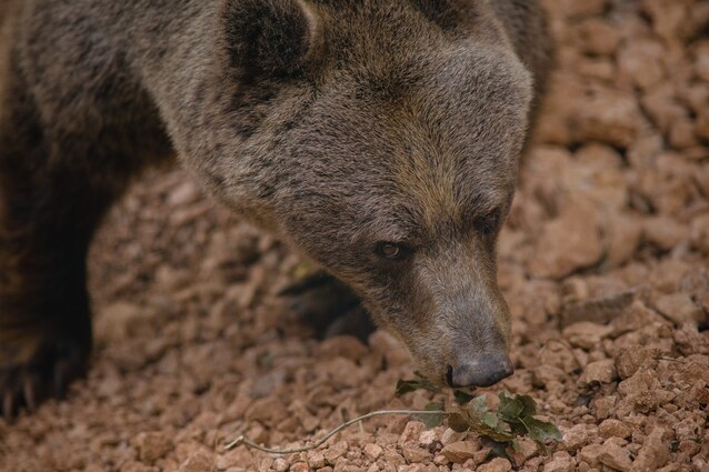 orso-bruno-marsicano-estinzione