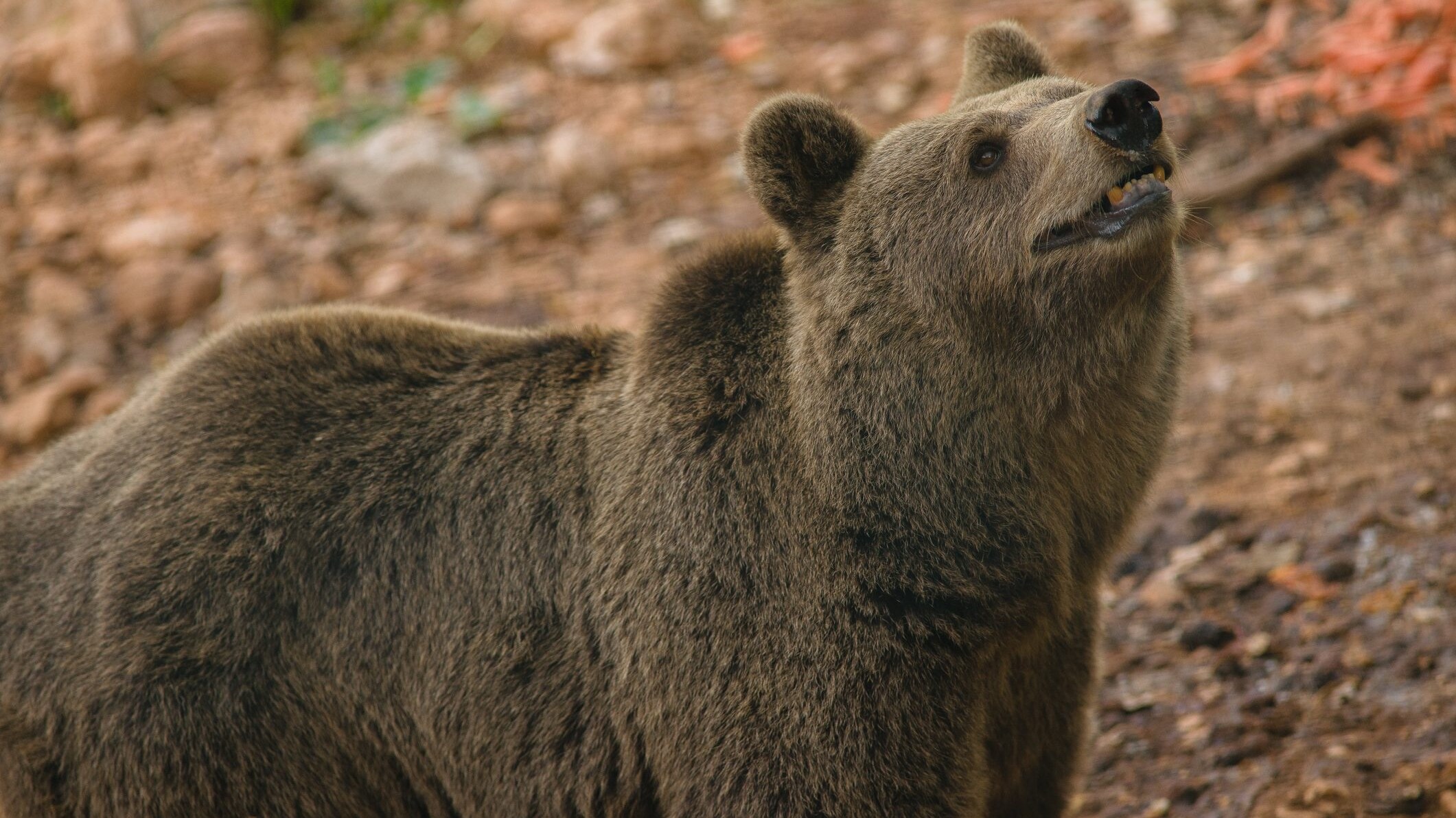 orso-marsicano-cover