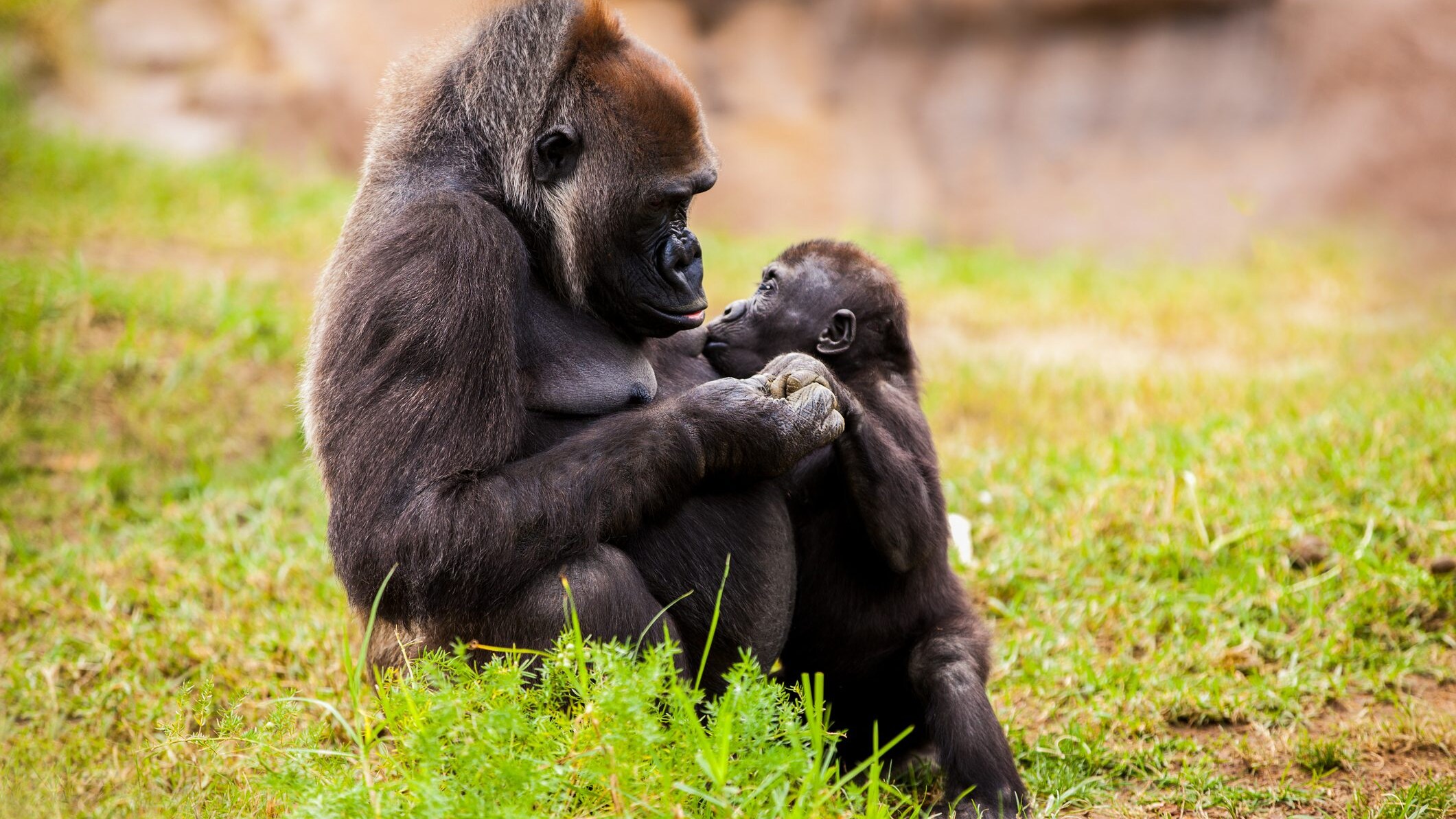 gorilla-cover
