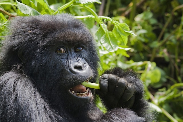 gorilla-cover-2