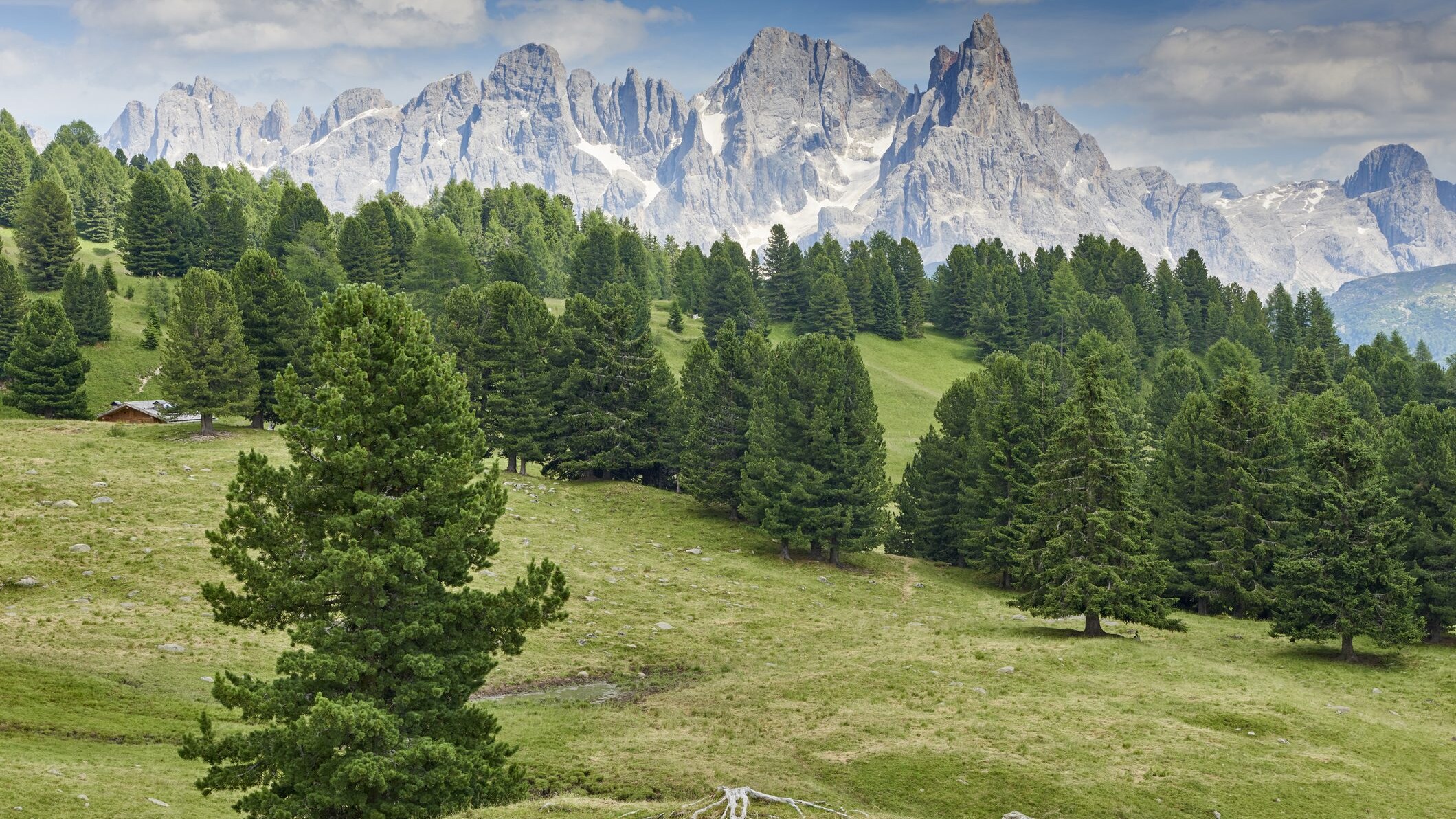 boschi-trentino
