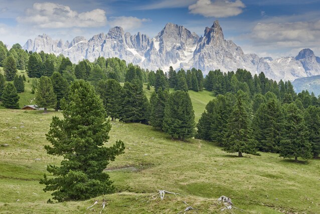 boschi-trentino