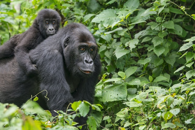 gorilla-femmina-cucciolo