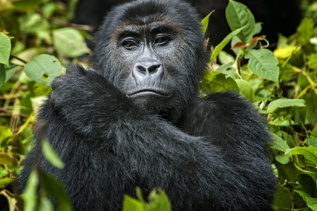 gorilla-cover