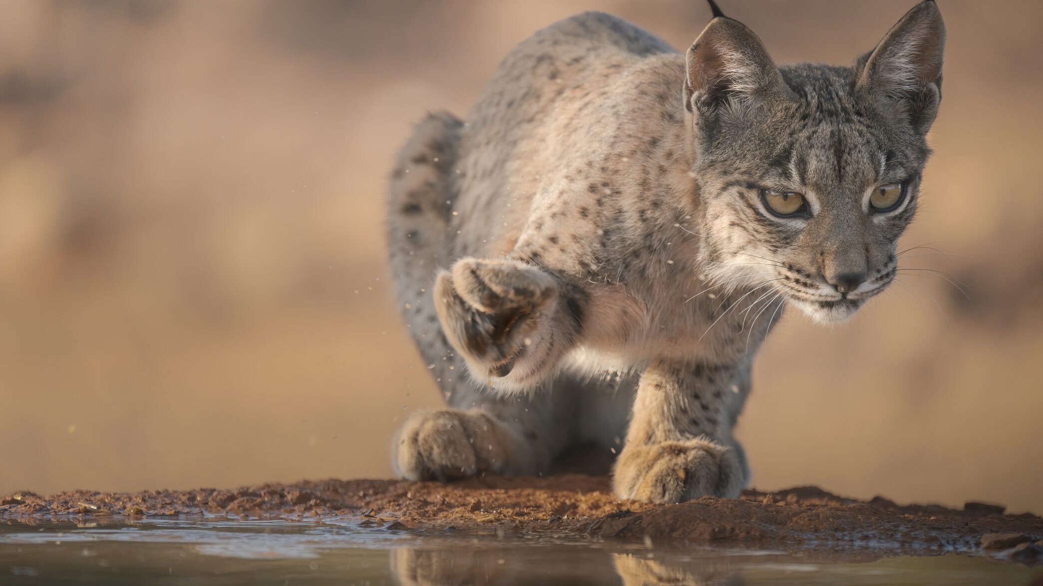 lince-iberica-cover