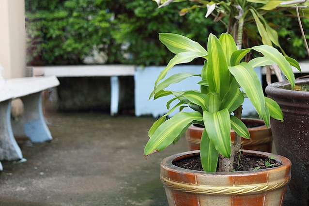 dracena
