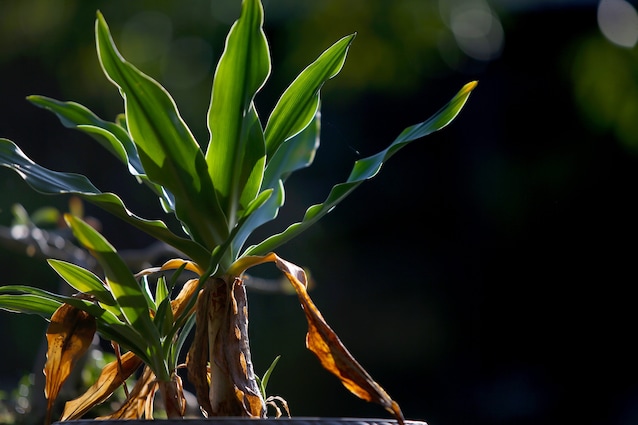 dracena