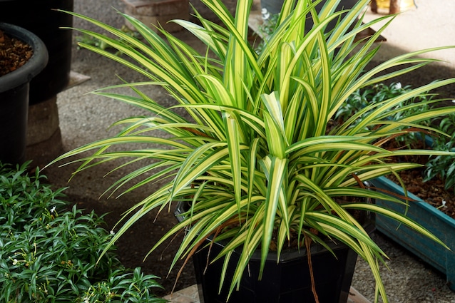 dracena