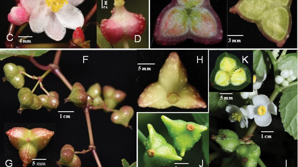 Begonia giganticaulis