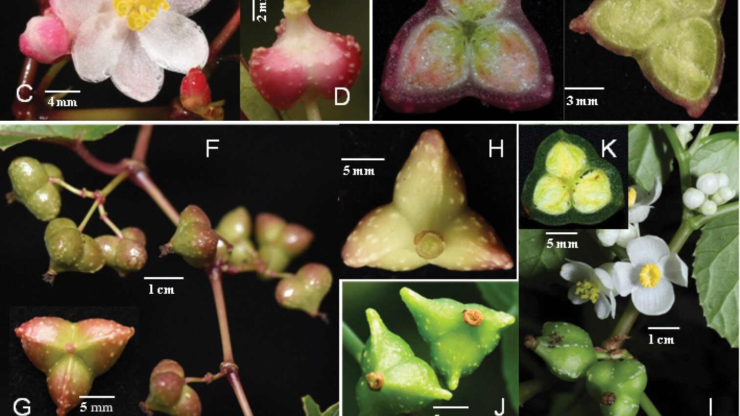 Begonia giganticaulis