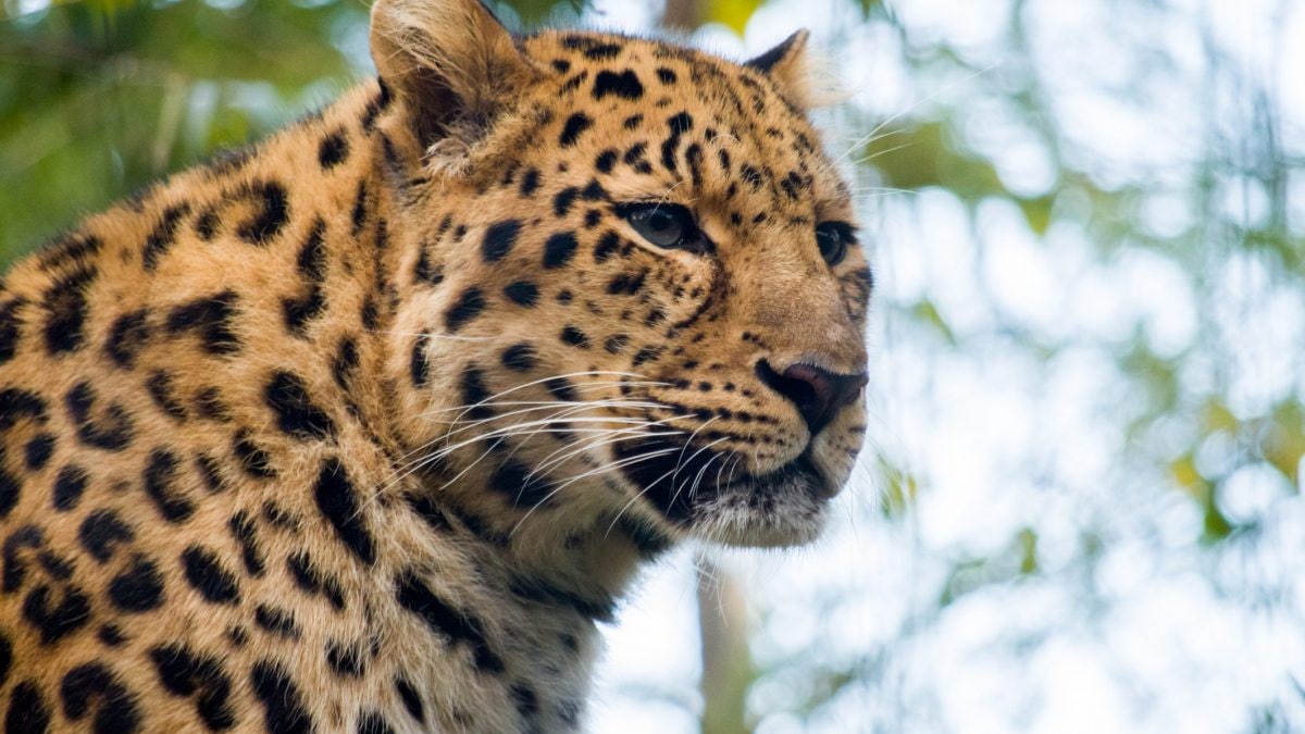 leopardo-amur