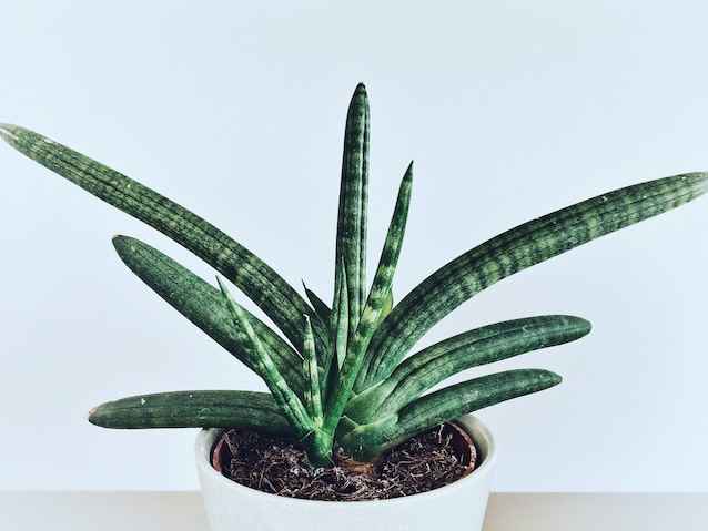 sansevieria-cylindrica