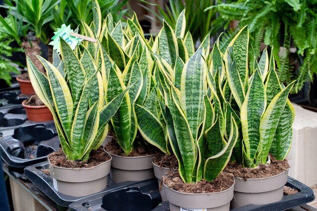 sansevieria-cover