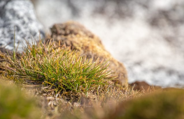 deschampsia-antartica