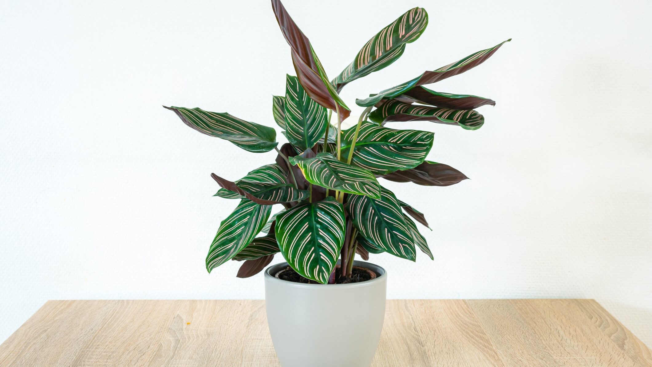 Calathea