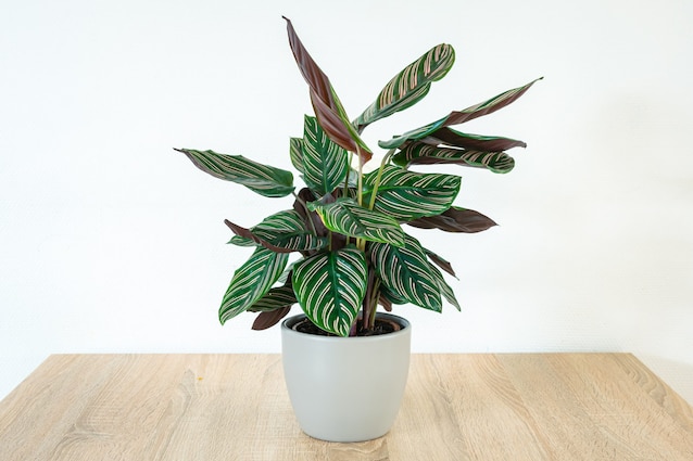 Calathea