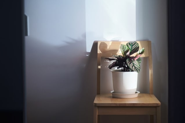 Calathea