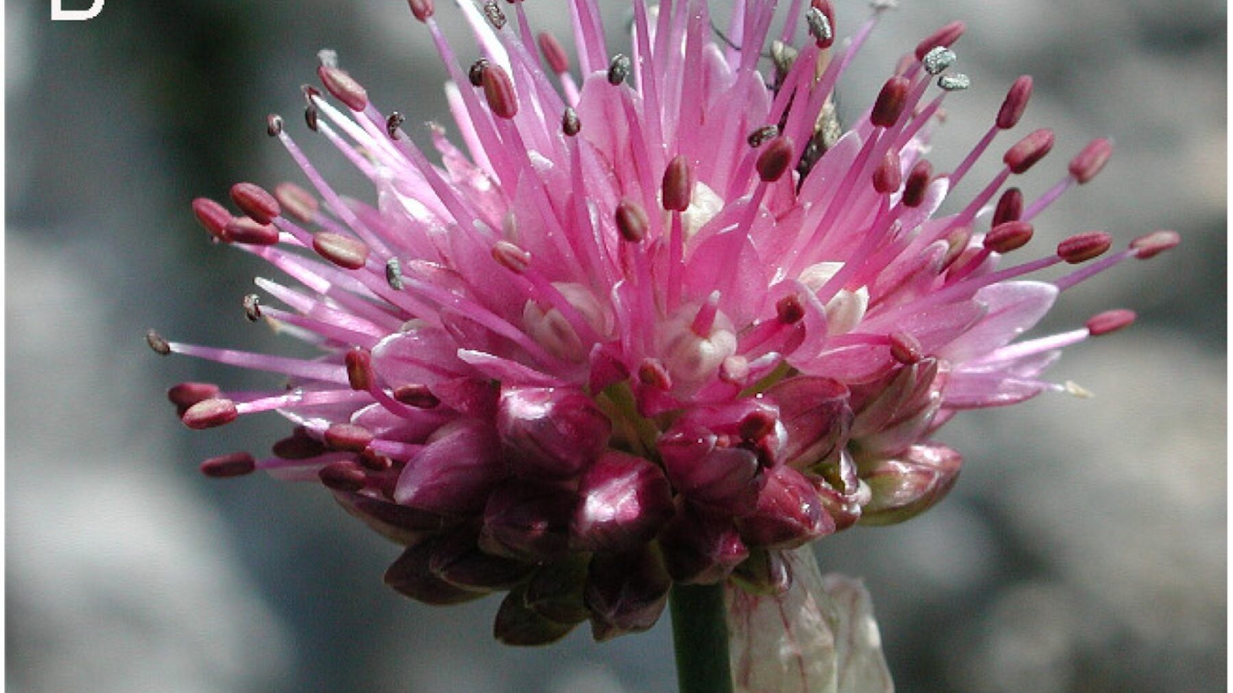 Allium-ducissae