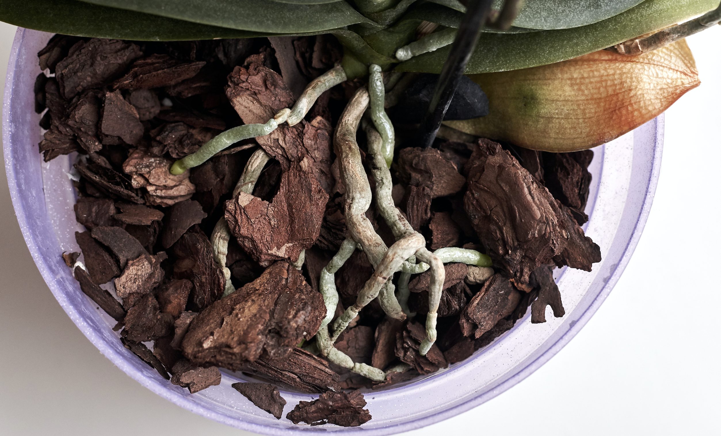 Corteccia Di Pino Per Orchidee Pine Bark, Pezzatura: Fine (10-25 Mm) , Grossa - Foto 3