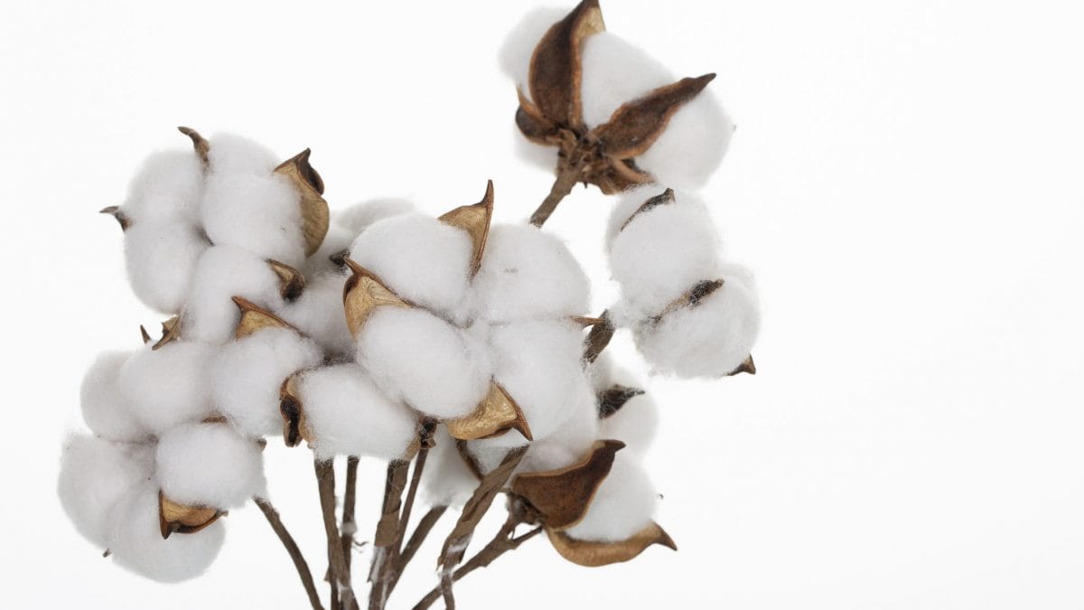 Fiori di cotone materiale di recupero