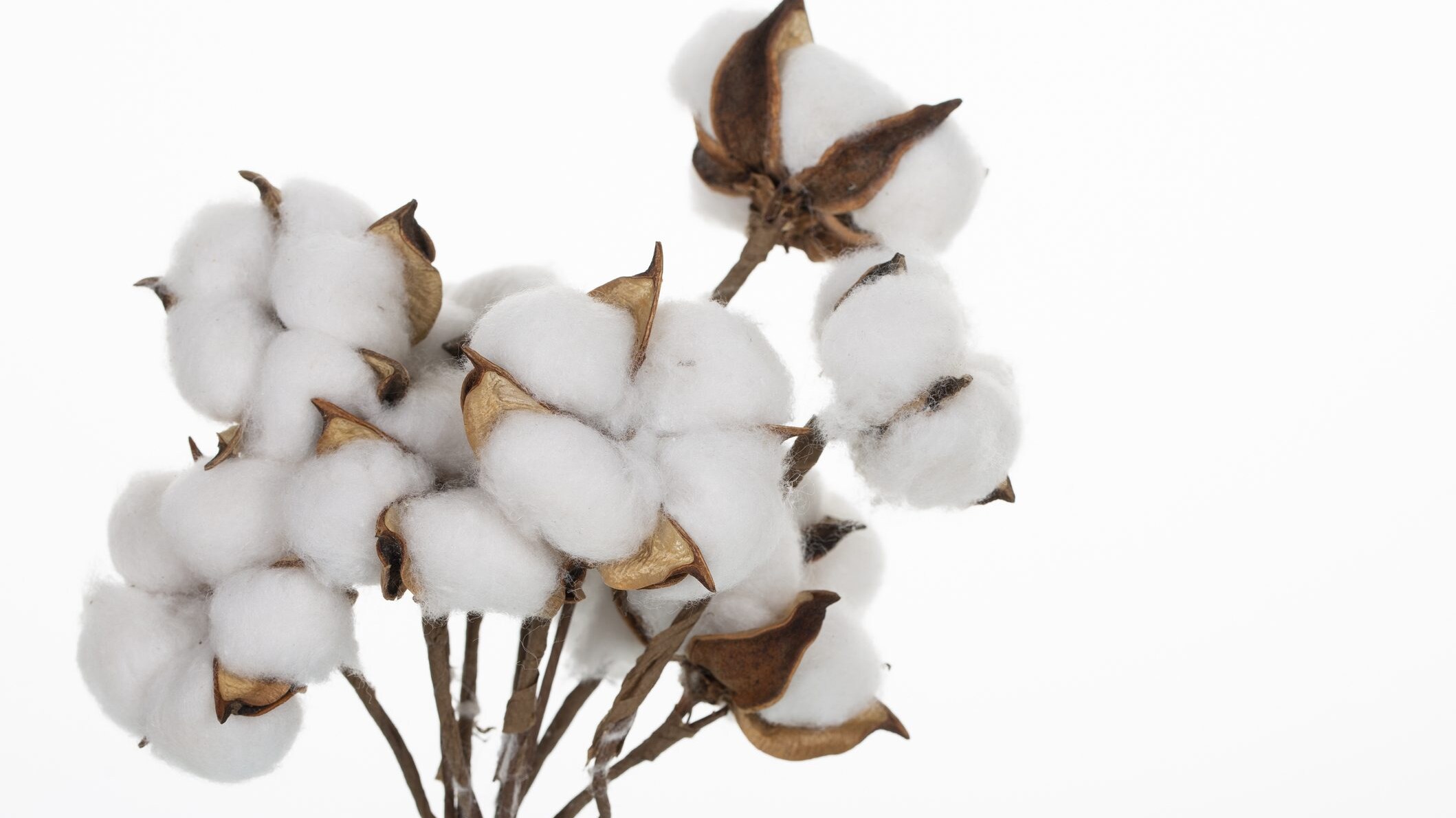 Fiori di cotone materiale di recupero