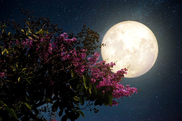 luna-piena-verme-marzo-2022