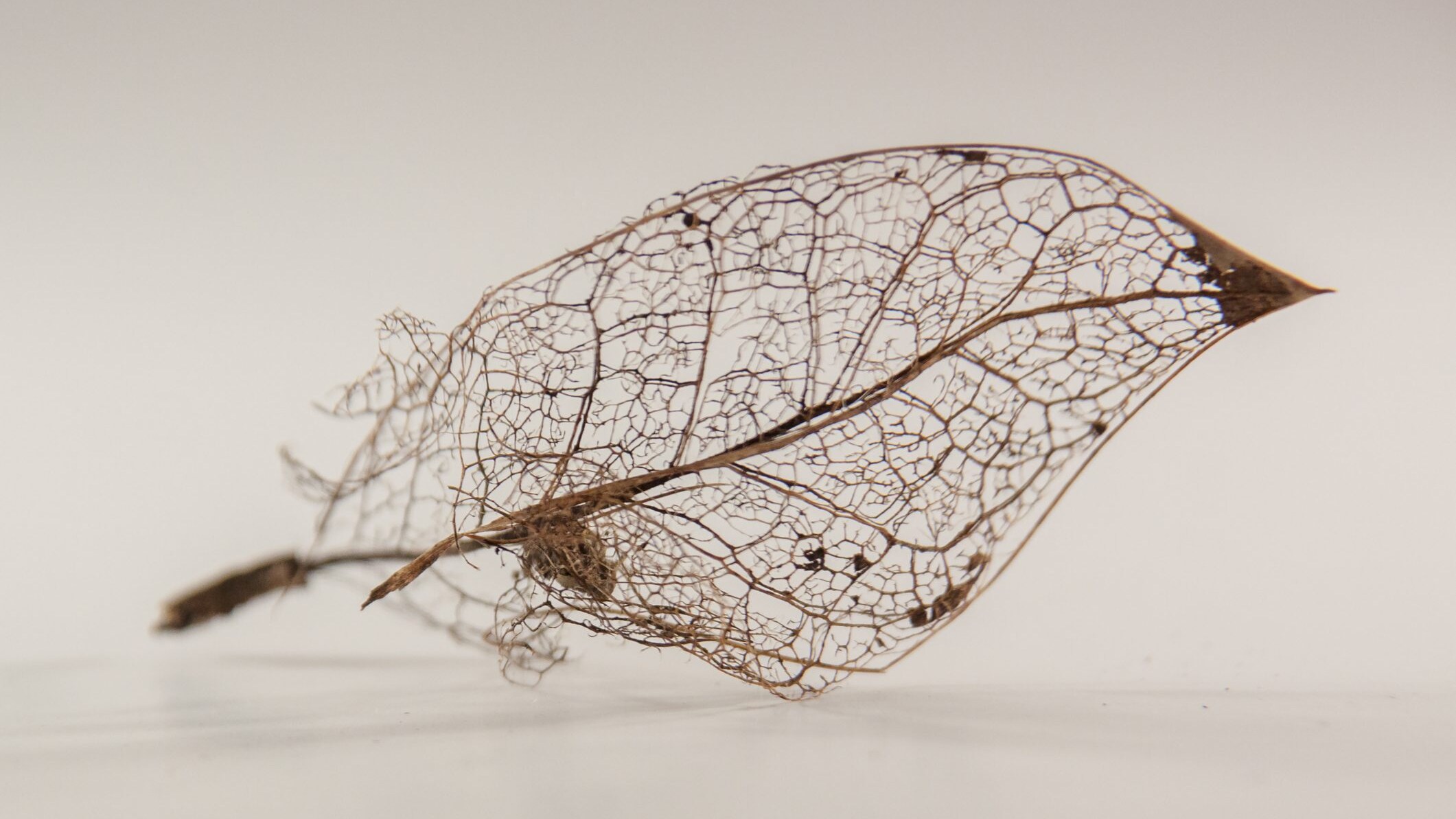 scheletro foglie trasparenti