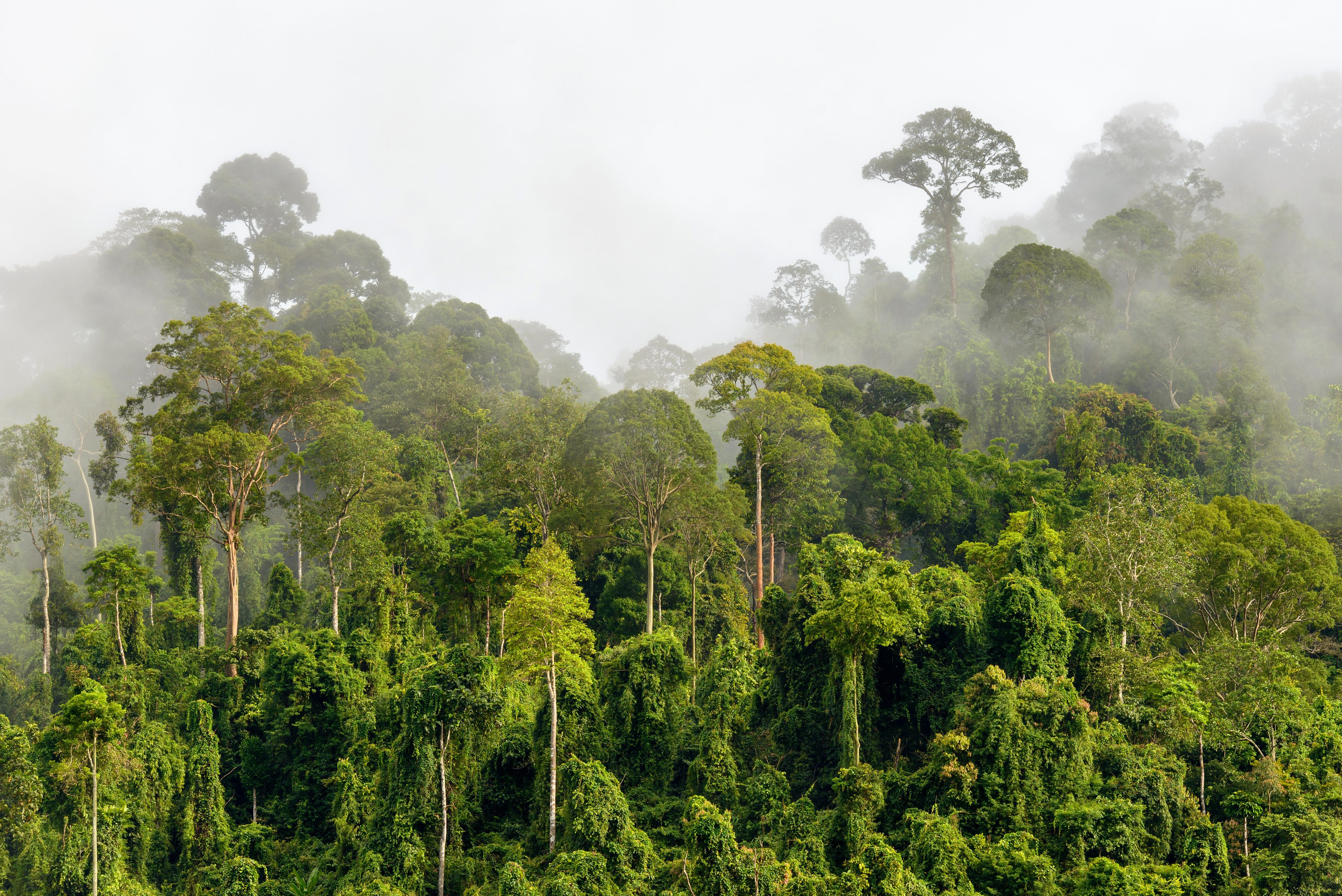 La gestione sostenibile delle foreste tropicali: intervista al dottor ...