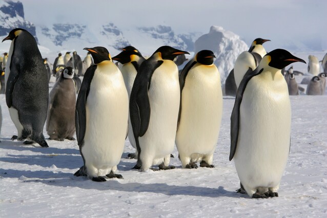 pinguino-imperatore-freddo