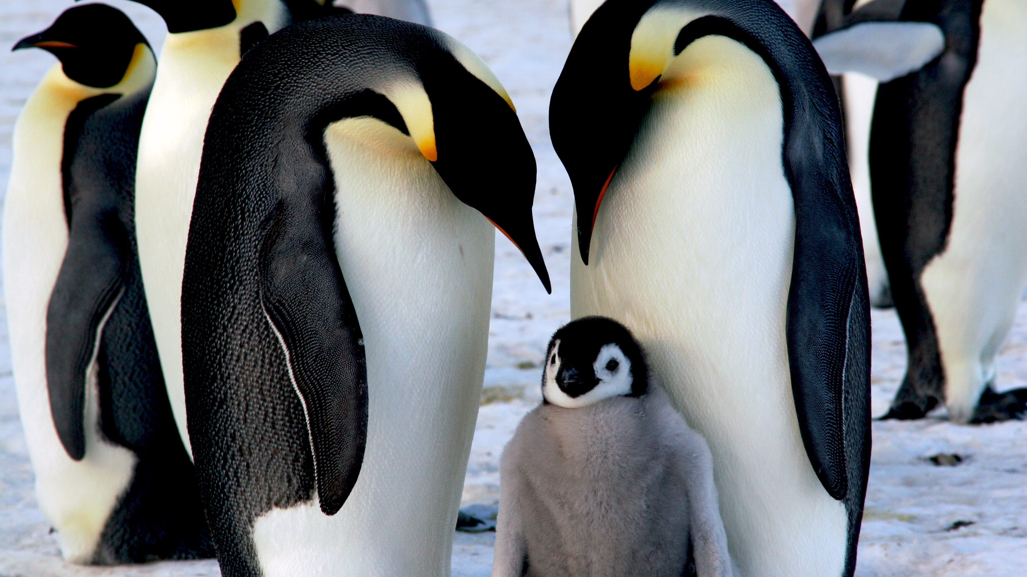 pinguino-imperatore-cover