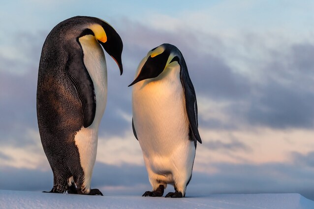 pinguino-imperatore-immagini