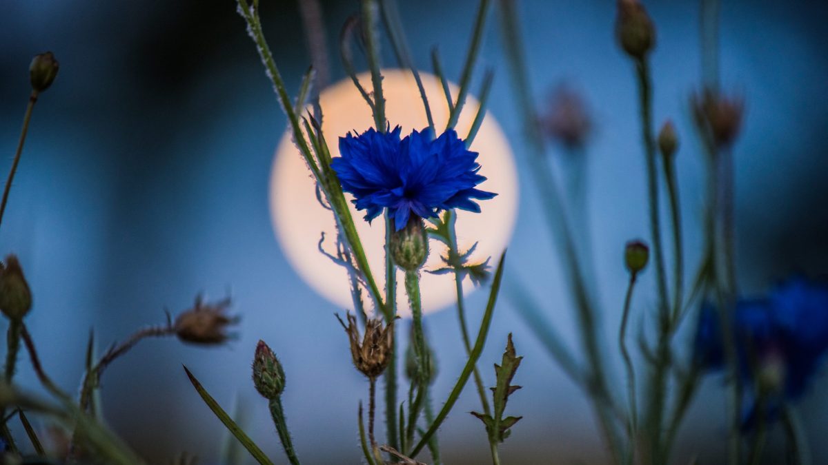 luna-piena-dei-fiori-maggio-2022