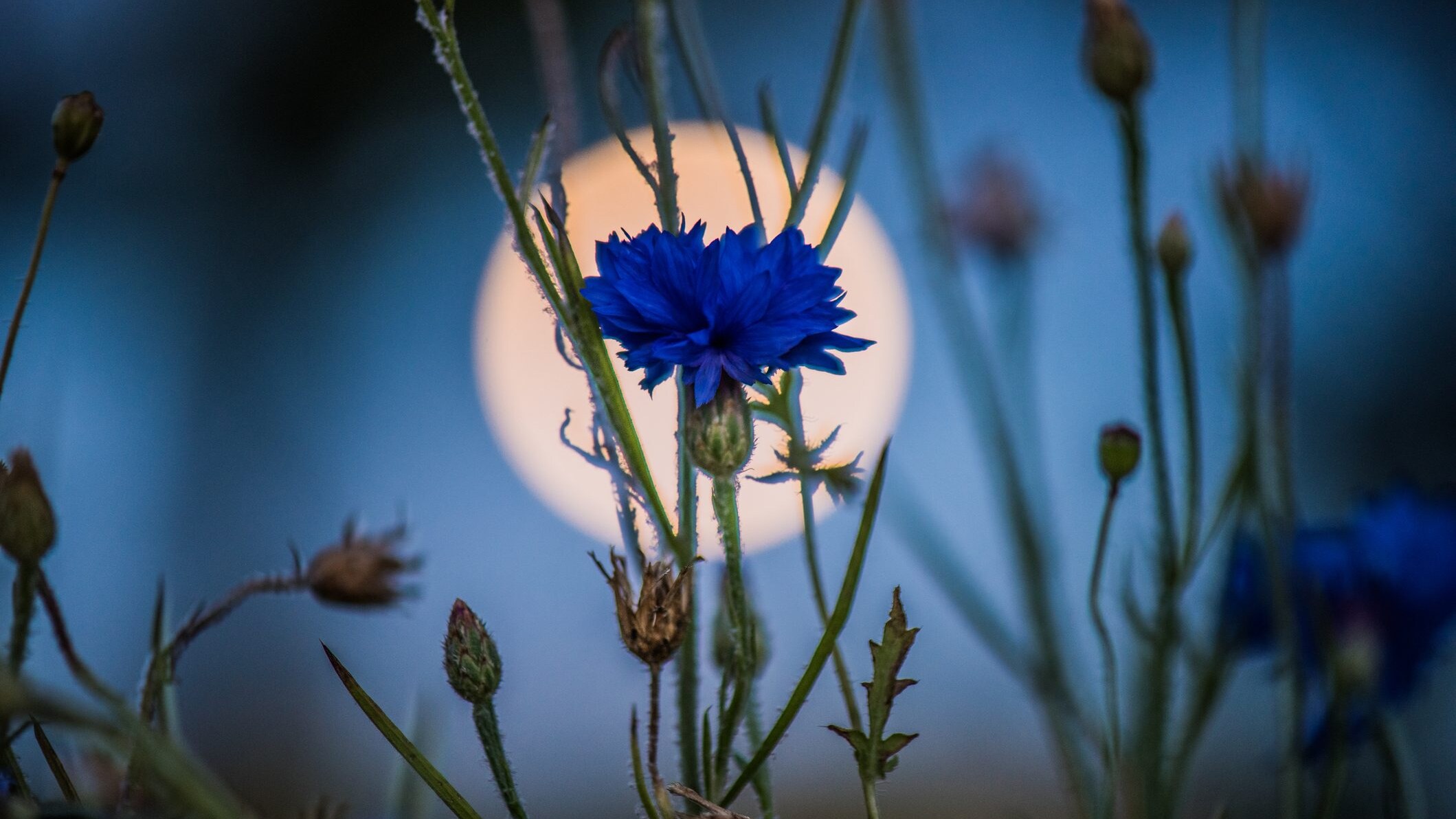 luna-piena-dei-fiori-maggio-2022