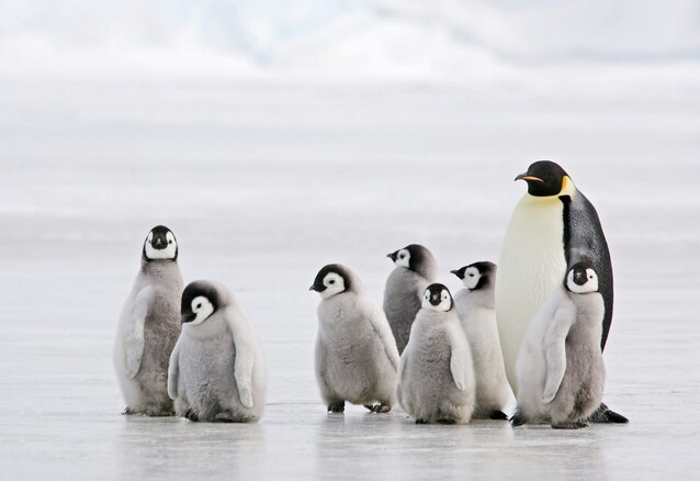 pinguino-imperatore-cucciolo