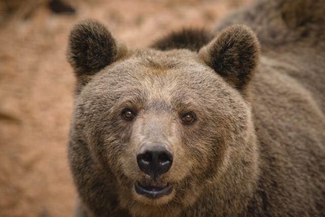 orso-bruno-marsicano
