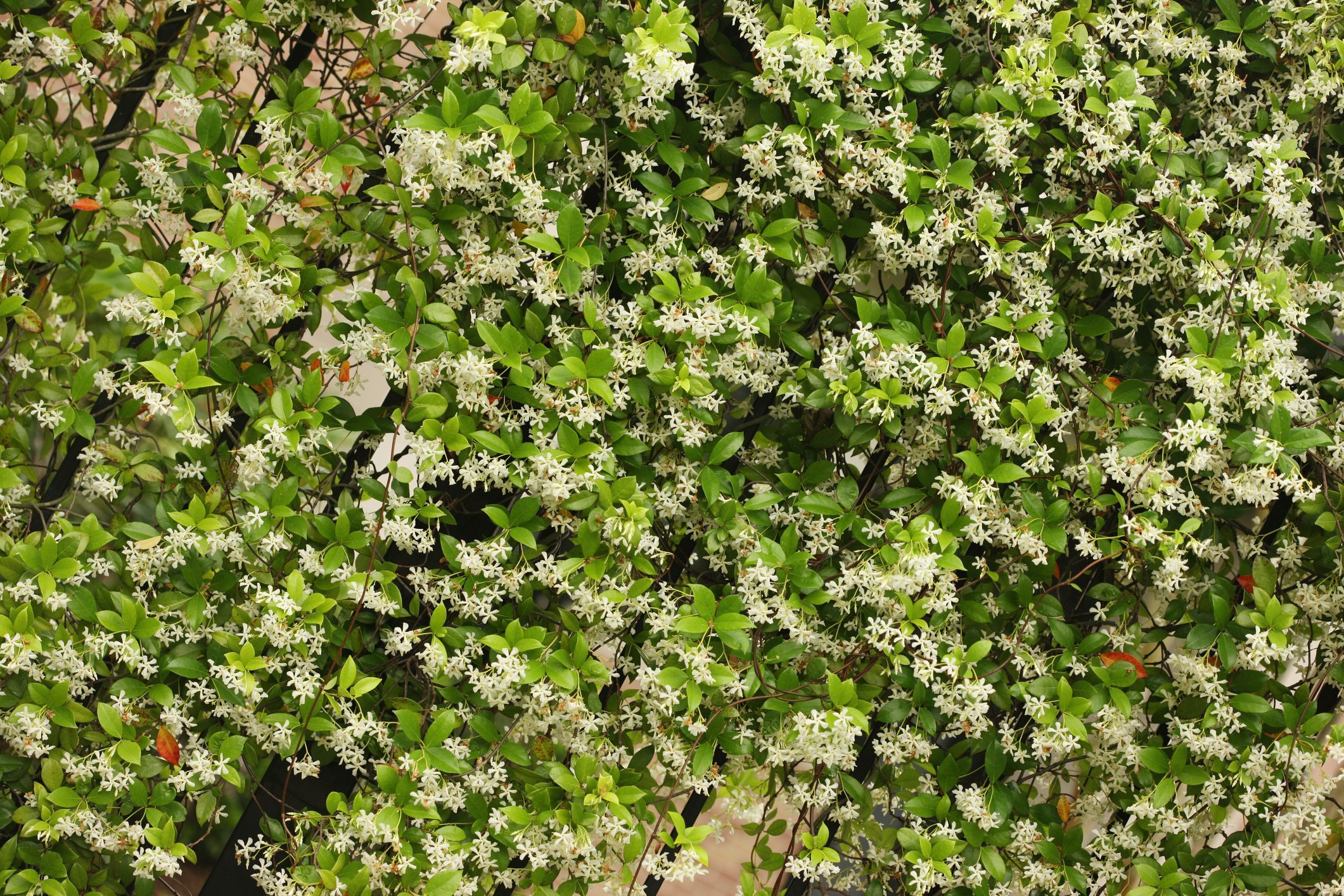 RINCOSPERMUM (Falso Gelsomino) - Consigli E Cura - 4