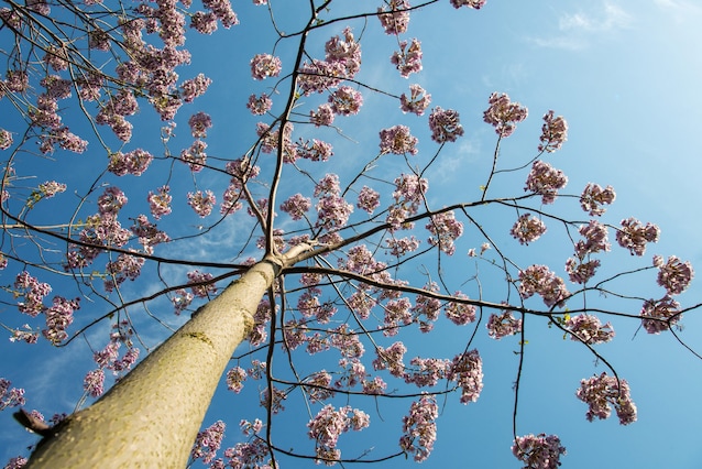 paulownia-tomentosa