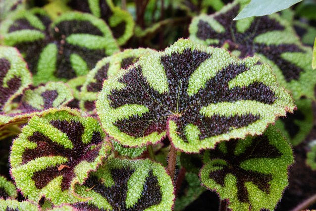 begonia-foglie