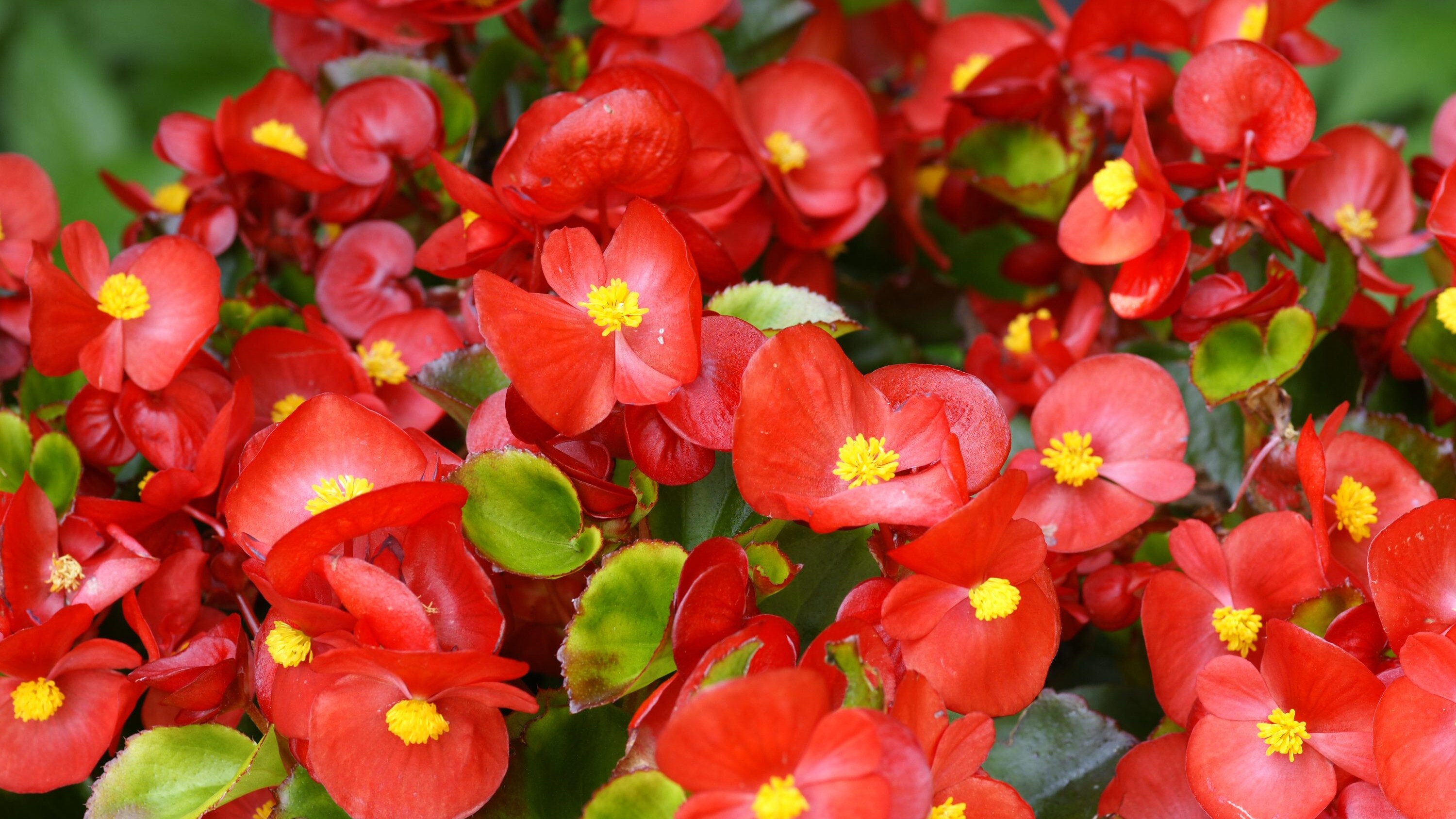 begonia-cover