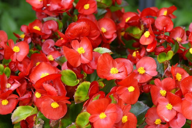 begonia-cover