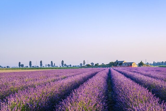 delta po lavanda