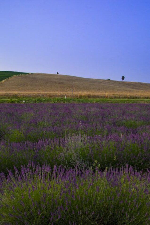 santa luce lavanda
