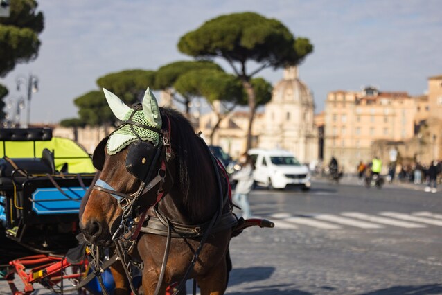 carrozze-cavalli-roma