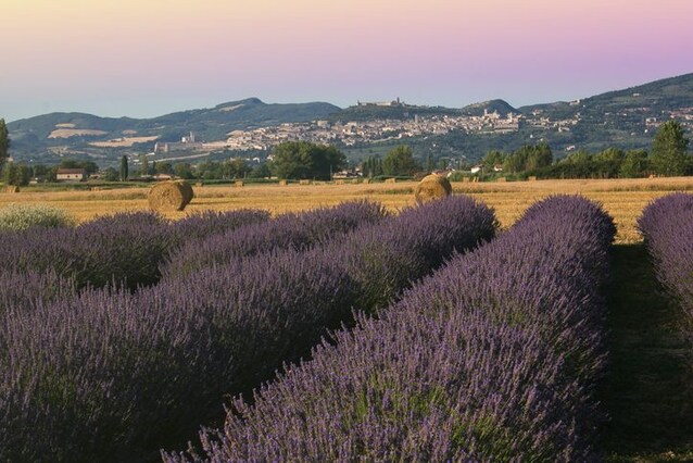 lavanda italia assisi