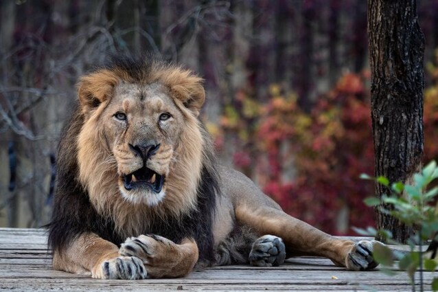 Panthera Leo Persica leone asiatico