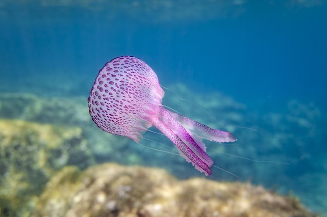 pelagia noctiluca